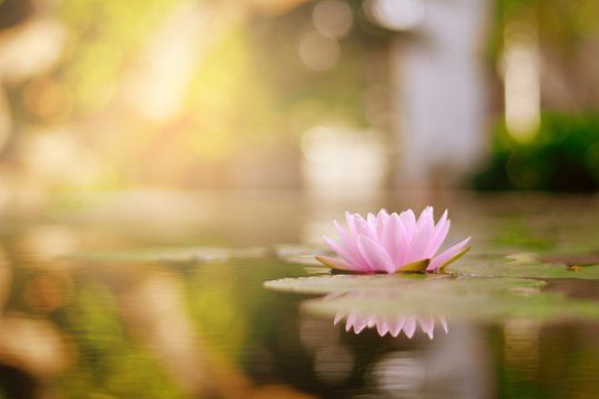 beautiful lotus flower on the water after rain in garden